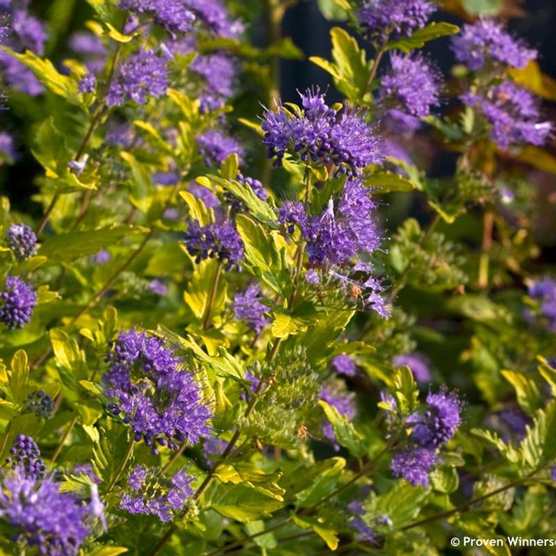 Caryopteris incana SMNCVH