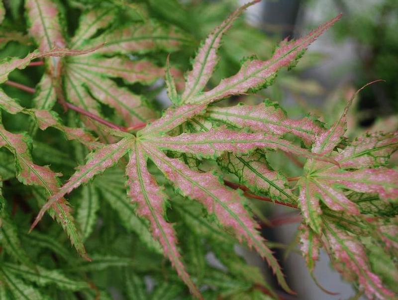 Acer palmatum Peaches and Cream