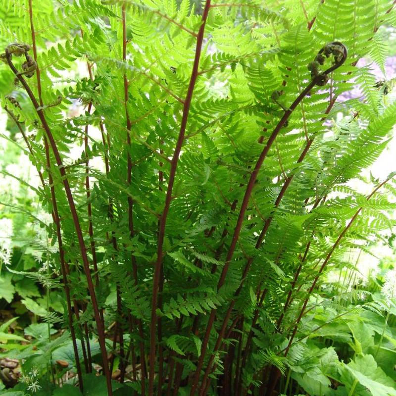 Athyrium angustum forma rubellum 