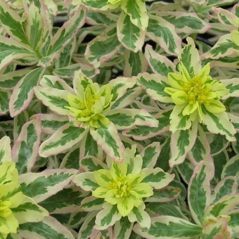 Euphorbia epithymoides First Blush