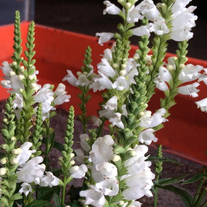 Physostegia virginiana White Crown