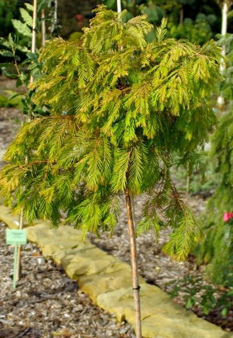 Metasequoia glyptostroboides Matthaei Broom