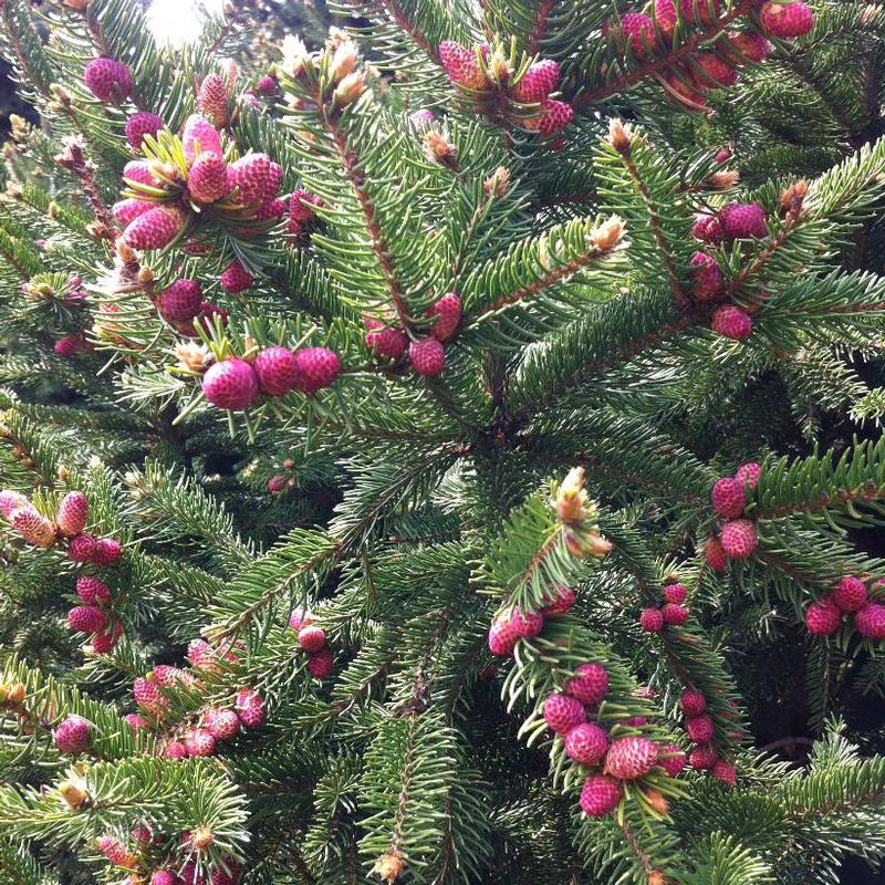 Picea abies Ohlendorffii