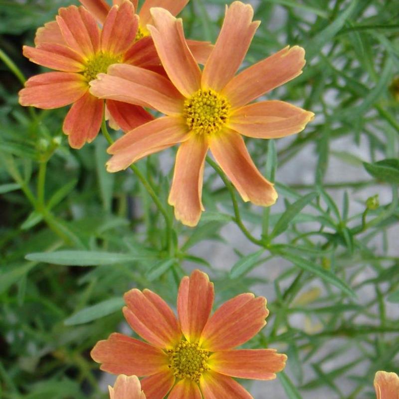 Coreopsis x Sienna Sunset