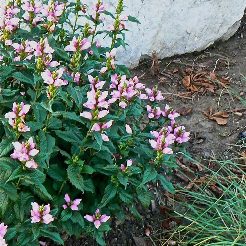 Chelone lyonii Hot Lips