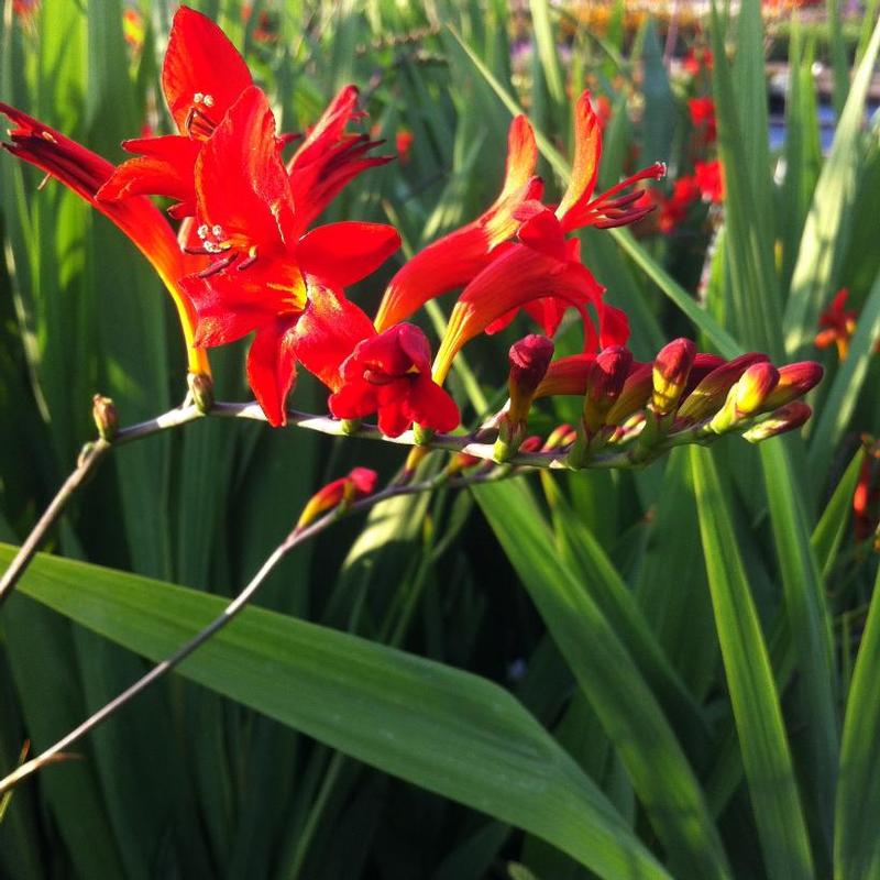 Crocosmia x Lucifer