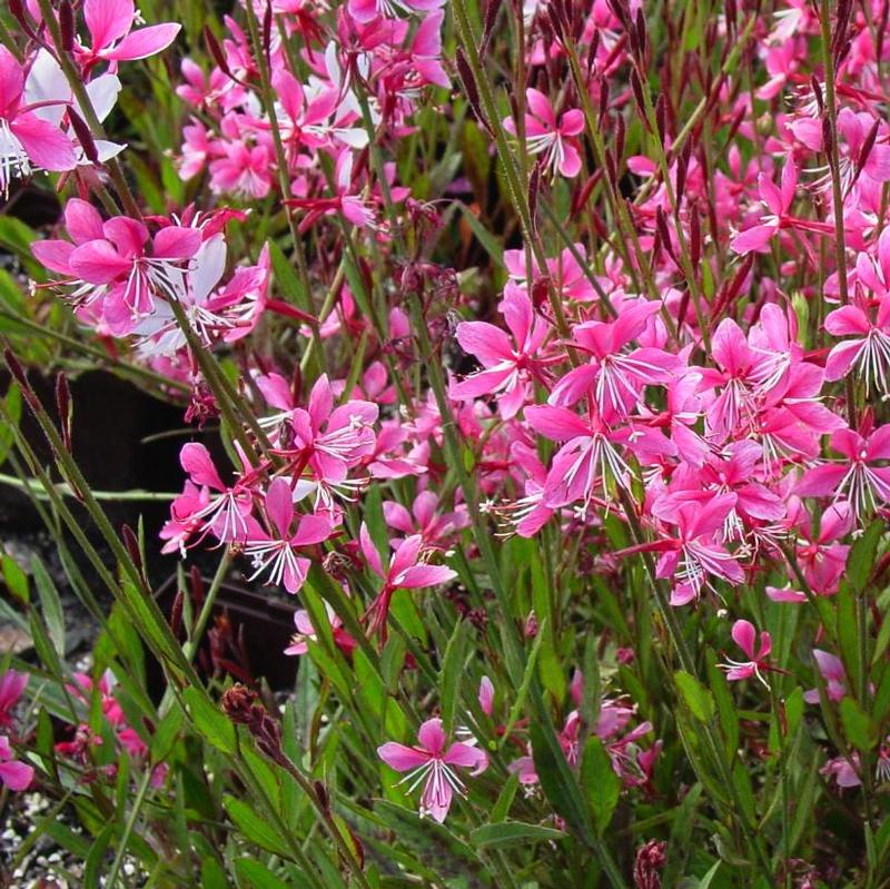 Gaura lindheimeri Siskiyou Pink