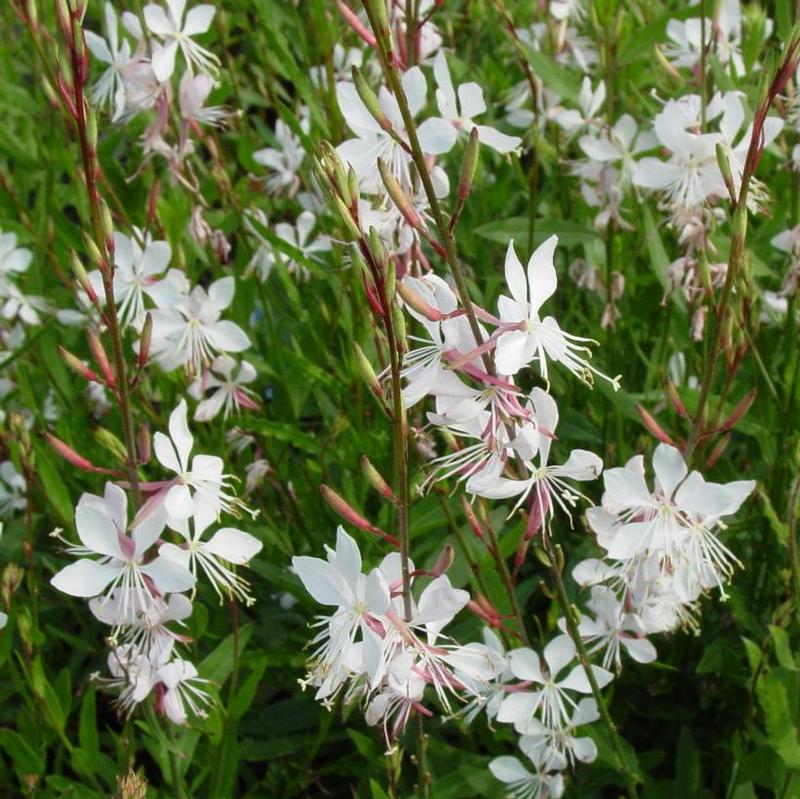 Gaura lindheimeri Whirling Butterflies