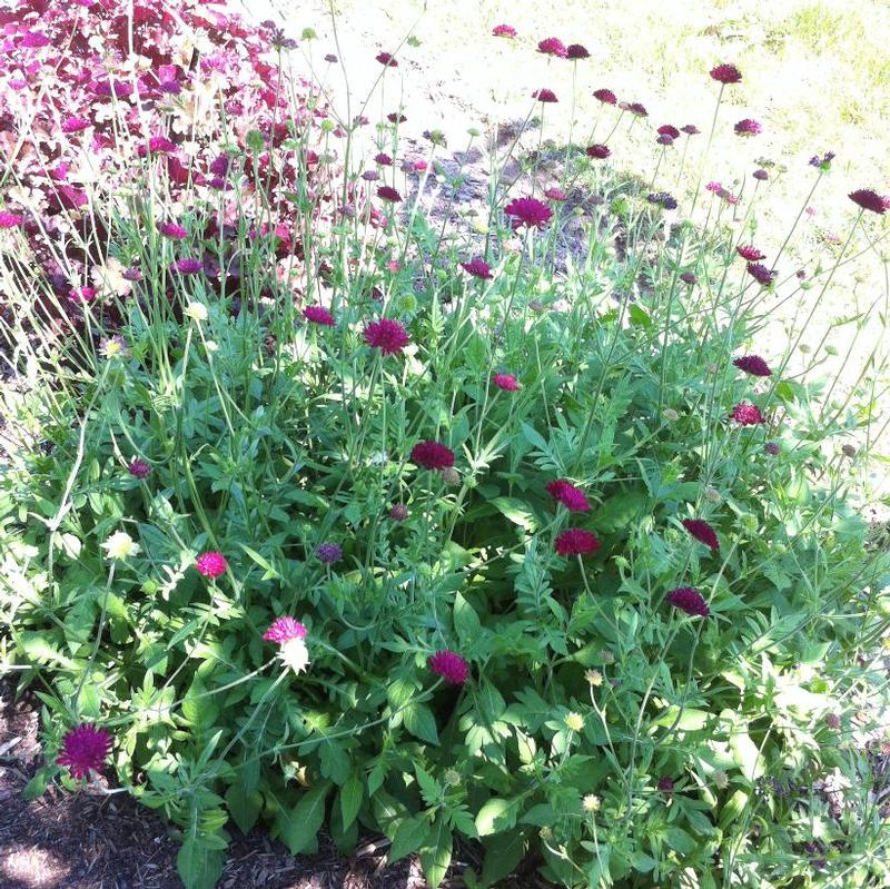 Knautia macedonica Mars Midget