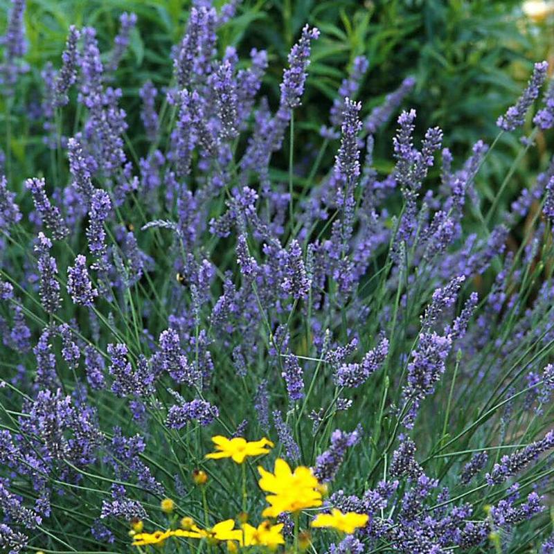 Lavandula x intermedia Grosso