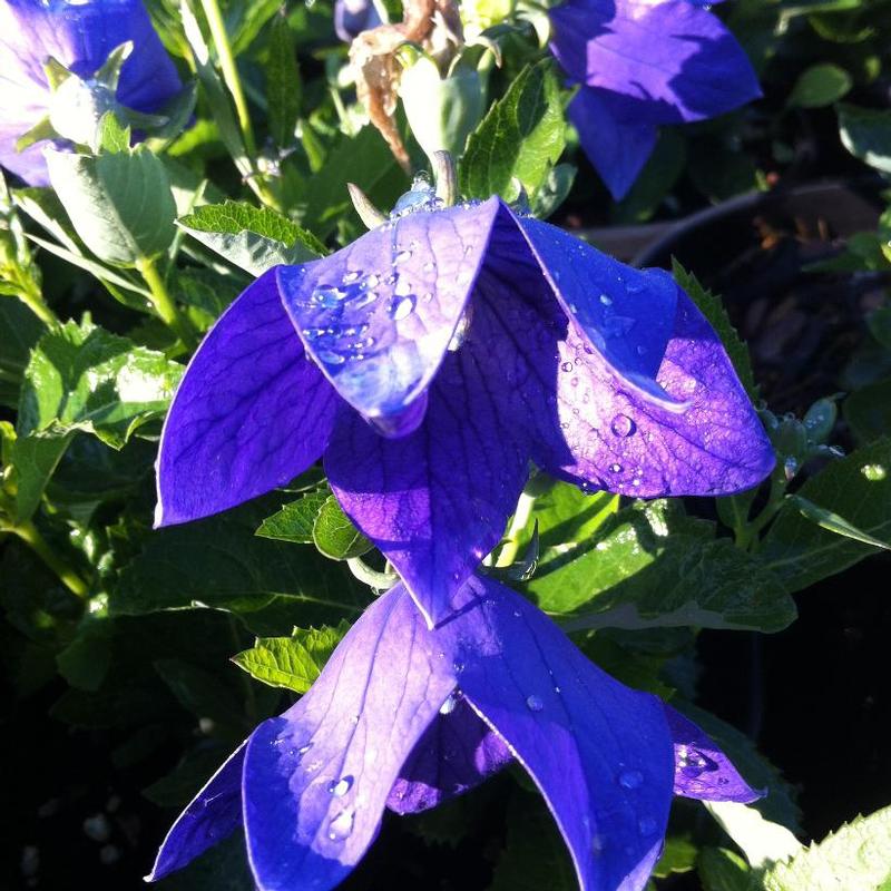 Platycodon grandiflorus Sentimental Blue