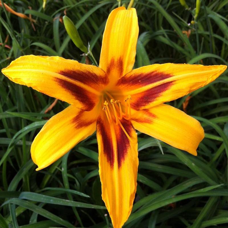 Hemerocallis Bonanza