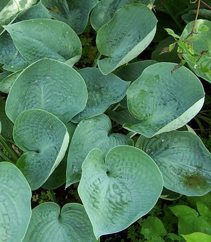 Hosta Abiqua Drinking Gourd