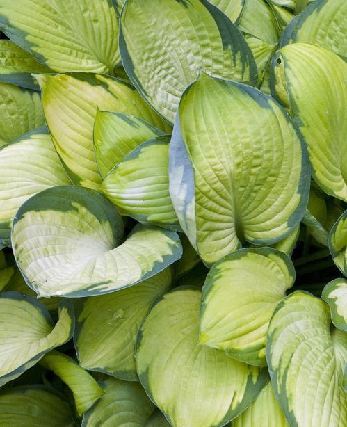 Hosta Gold Standard