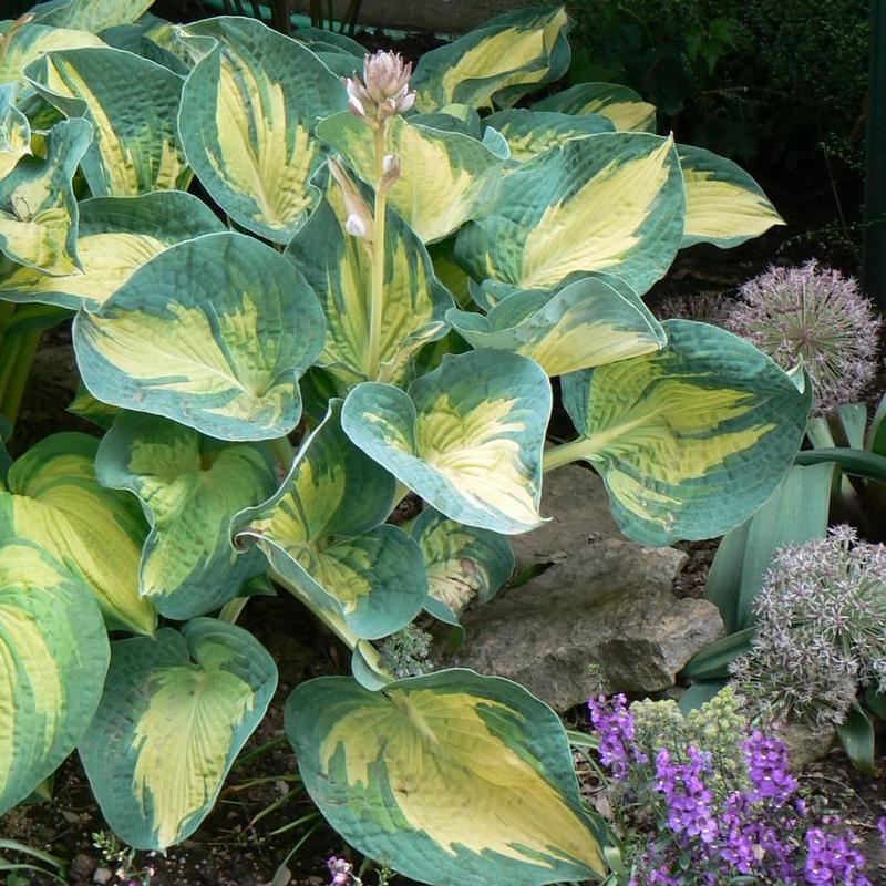 Hosta Great Expectations