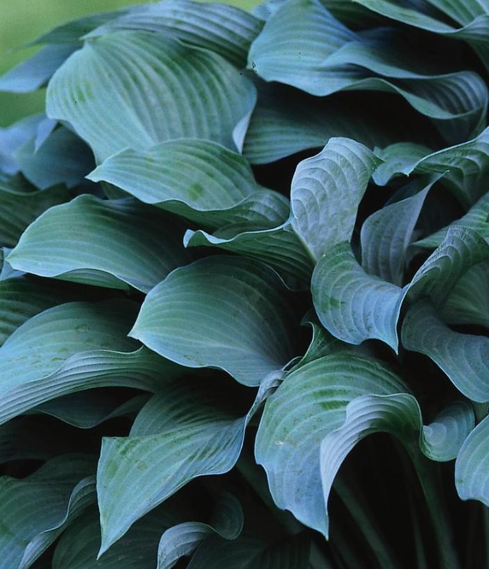 Hosta Love Pat