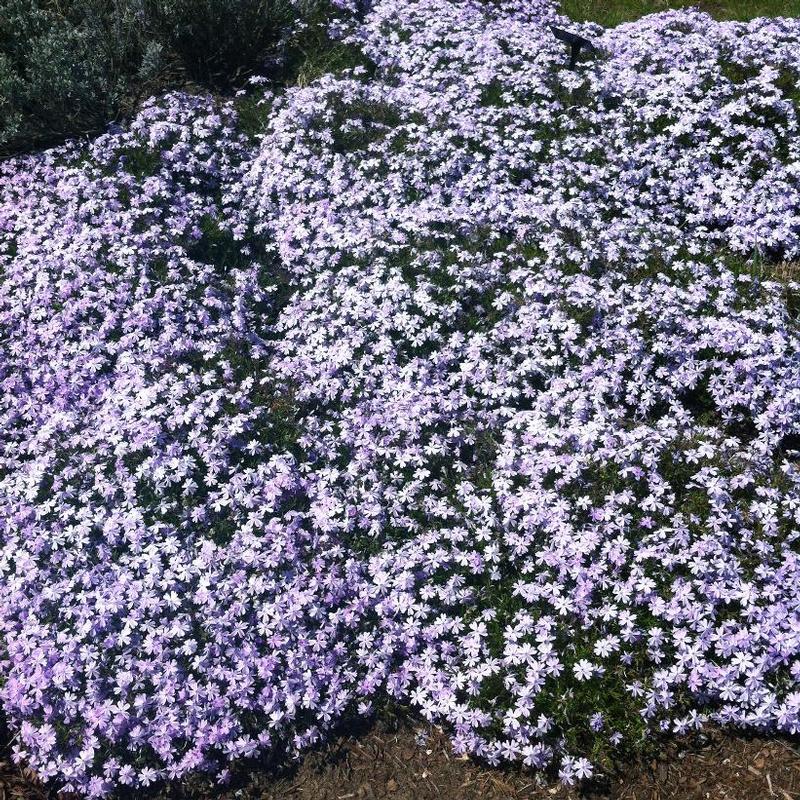 Phlox subulata Emerald Blue