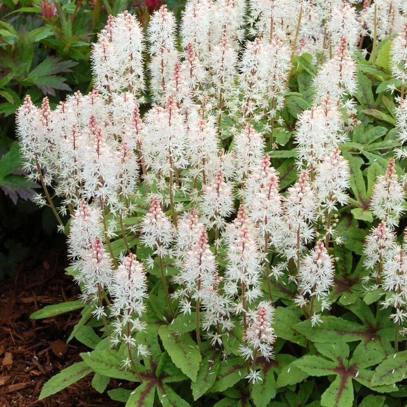 Tiarella x Spring Symphony