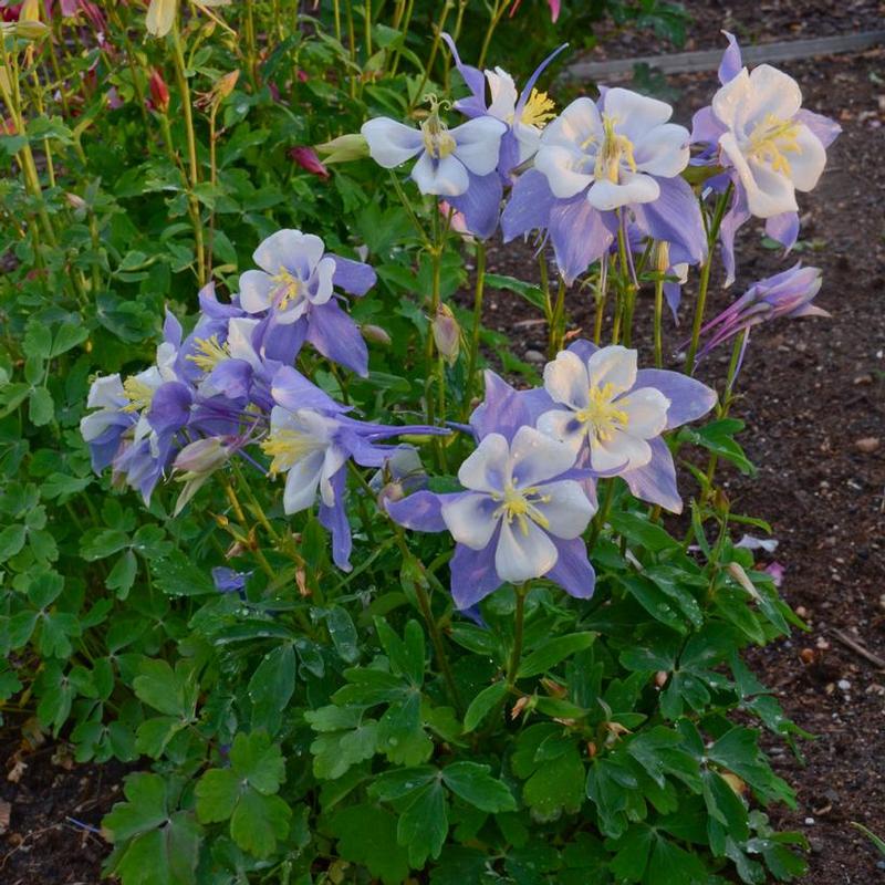 Aquilegia x Songbird Blue Bird