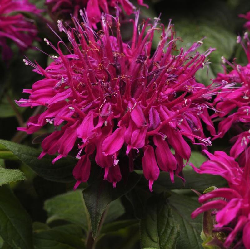 Monarda didyma Balmy Balbalmurp