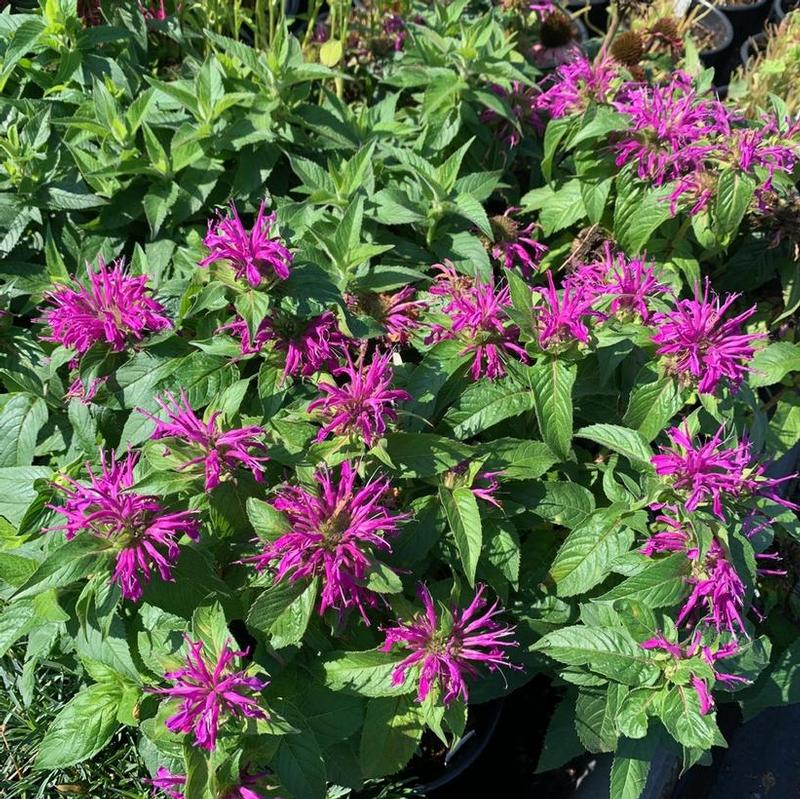 Monarda didyma Balmy Balbalmac