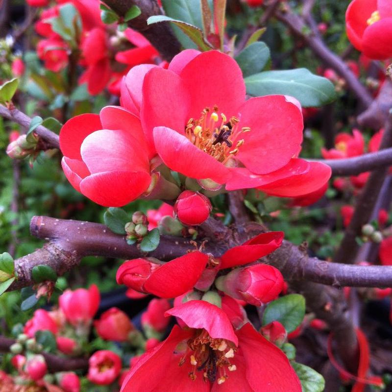 Chaenomeles speciosa Rubra