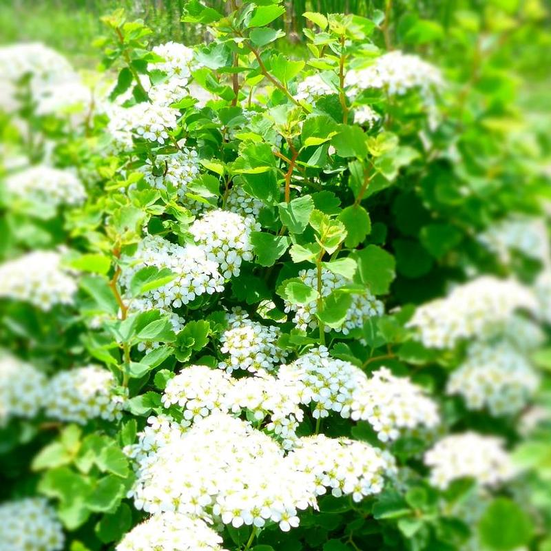 Spiraea trilobata 