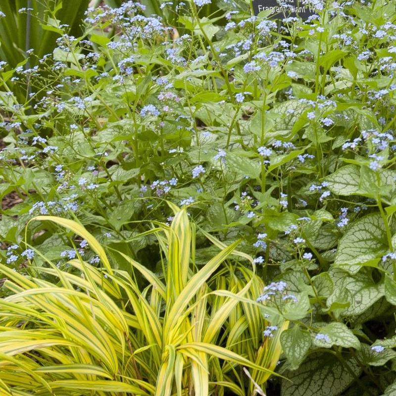 Brunnera macrophylla Jack Frost