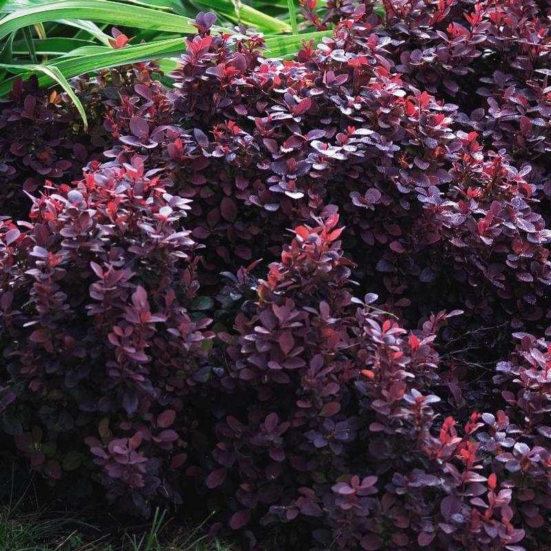 Berberis thunbergii Concorde