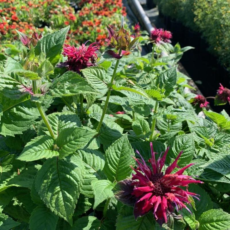 Monarda didyma Fireball