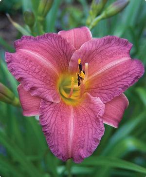 Hemerocallis Purple D'Oro