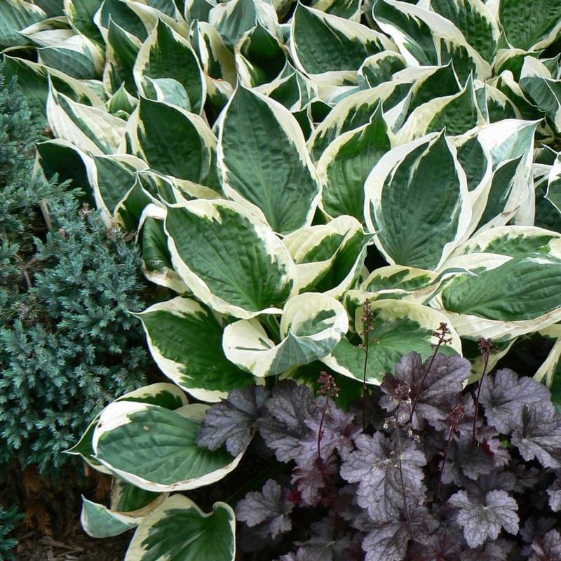 Hosta Minuteman