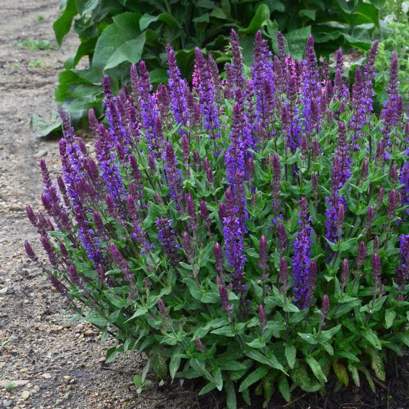 Salvia nemorosa New Dimension Blue