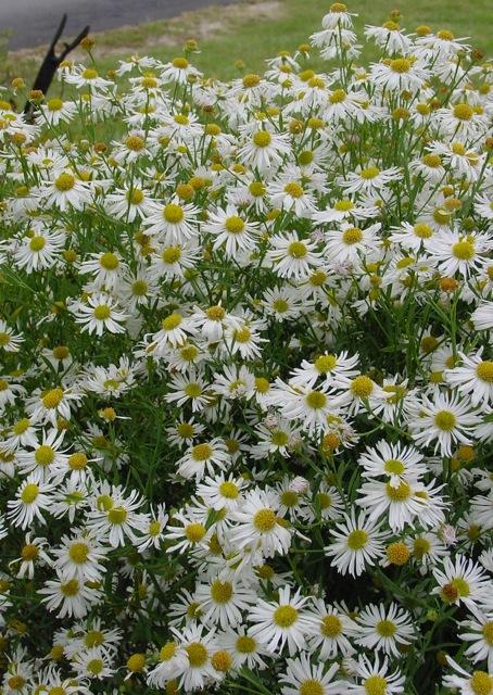 Boltonia asteroides Snowbank