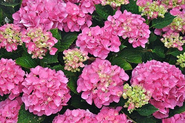Hydrangea macrophylla Forever Pink
