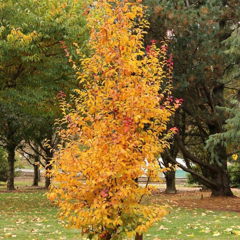 Parrotia persica JLColumnar