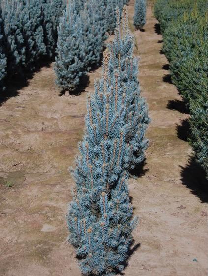 Picea pungens Blue Totem