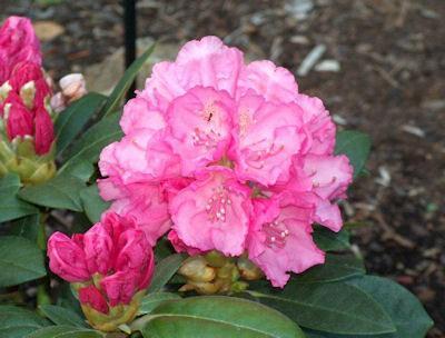 Rhododendron Hachmann's Polaris