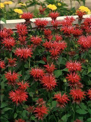 Monarda didyma Gardenview Scarlet