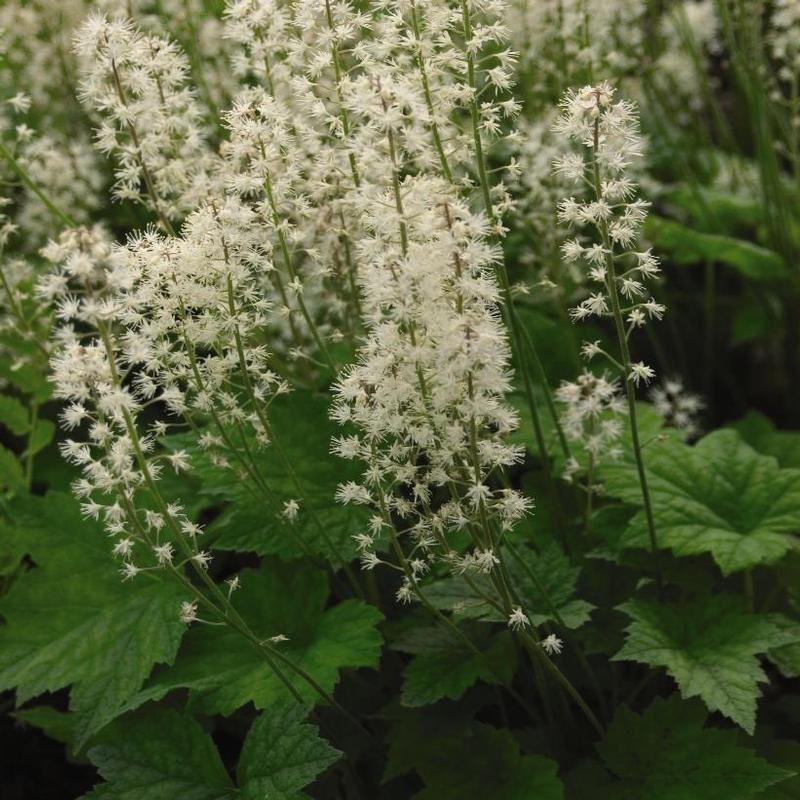 Tiarella wherryi 