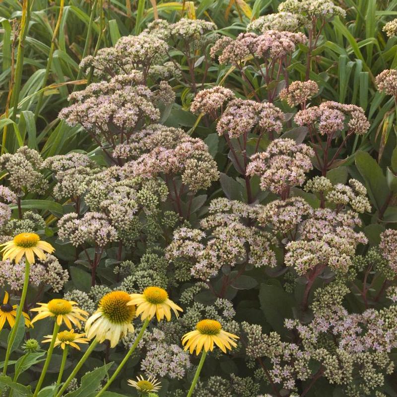 Sedum telephium Matrona