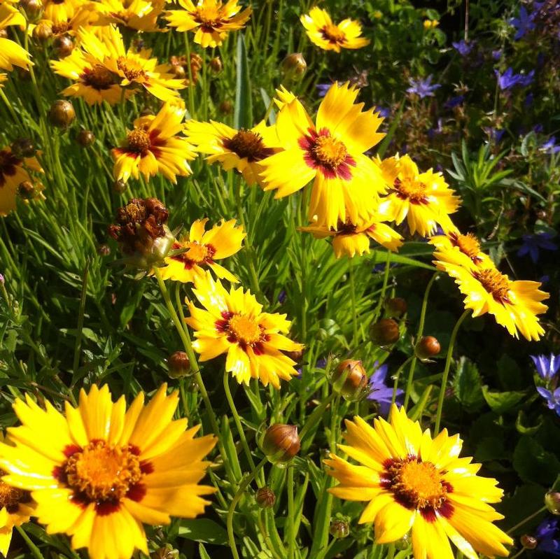 Coreopsis grandiflora Heliot