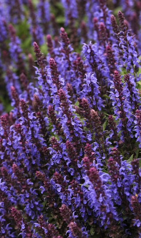 Salvia nemorosa Sensation® Sensation Sky Blue