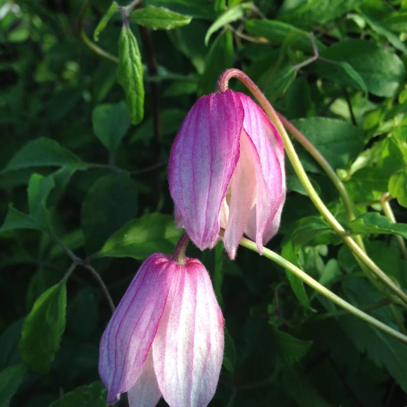 Clematis Pink Flamingo