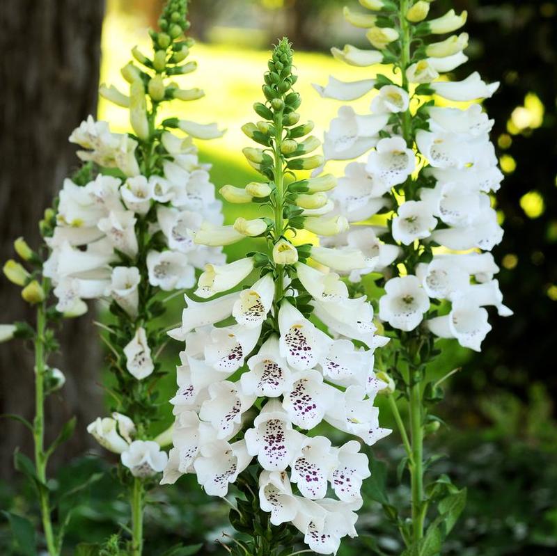 Digitalis purpurea Dalmatian White