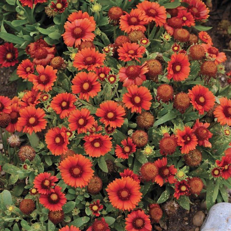 Gaillardia x grandiflora Arizona Arizona Red Shades