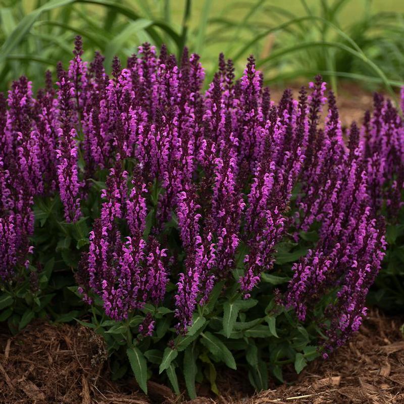 Salvia nemorosa Bumble Bumbleberry