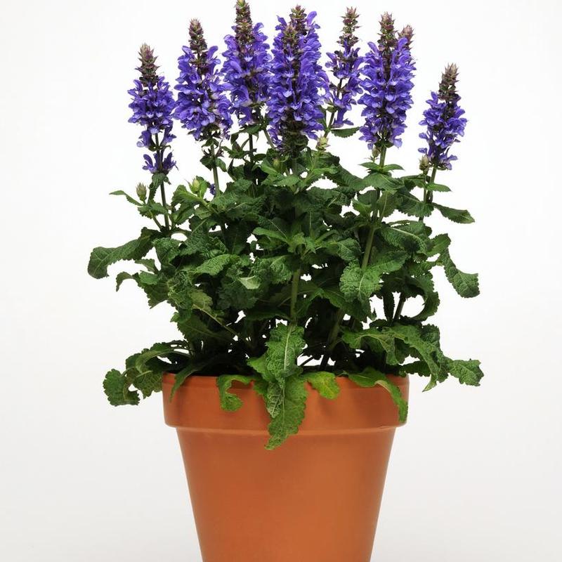 Salvia nemorosa Blue Marvel