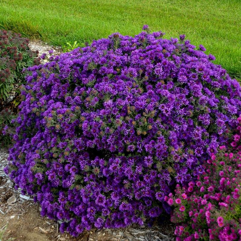 Aster novae-angliae Grape Crush