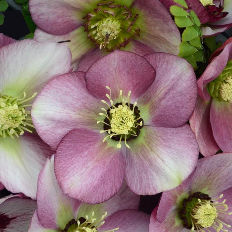 Helleborus Honeymoon® Paris in Pink